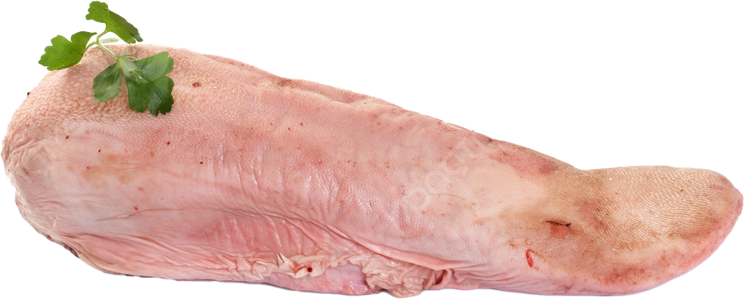 لسان عجل كامل